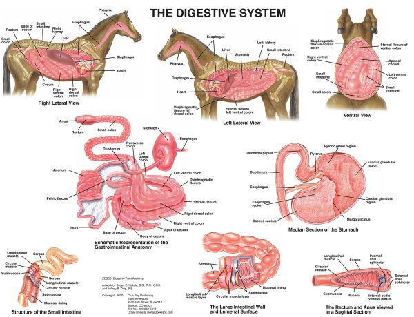 Equine Digestive System