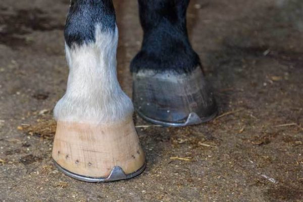 Healthy Hooves