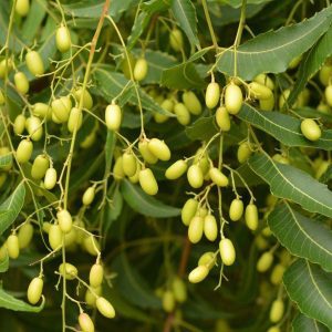 Neem Oil Seeds Neem Oil Equine