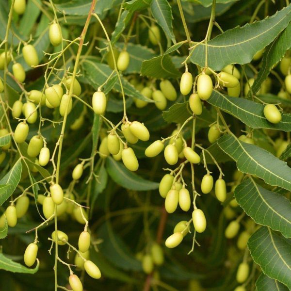 Neem Oil Seeds