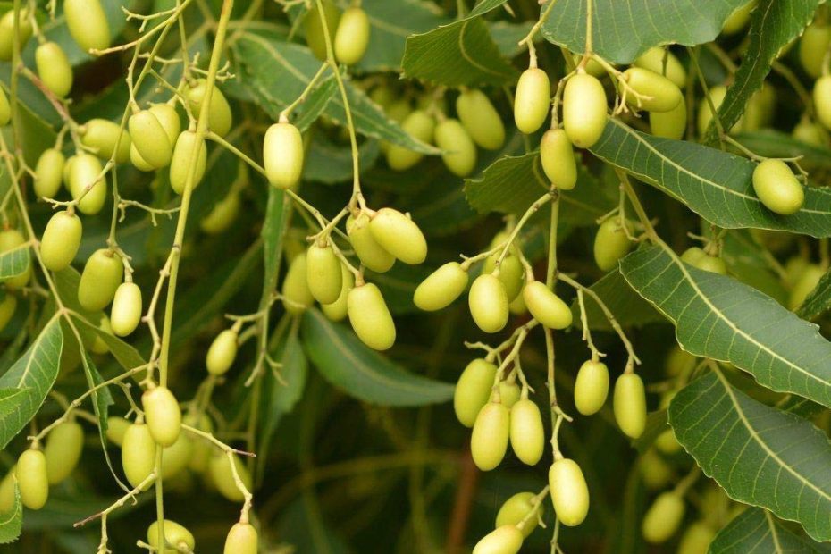 Neem Oil Seeds