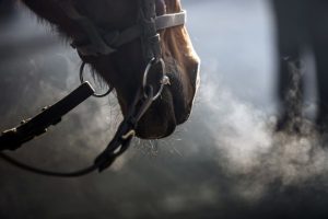 Horse Breathing Equine Respiratory