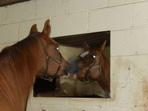 Arena Mirrors mirrors for training
