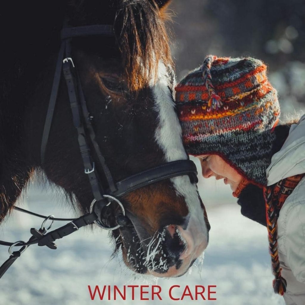 winter horse welfare
